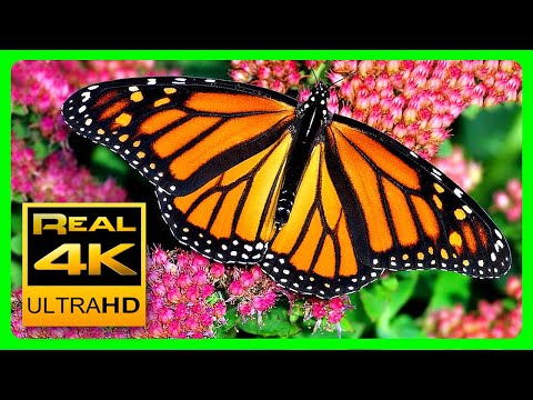 The Best Relaxing Garden in 4K - Butterflies, Birds and Flowers🌻🐦 2 hours - 4K UHD Screensaver