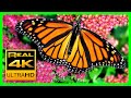 The Best Relaxing Garden In 4K Butterflies Birds And Flowers 2 Hours 4K UHD Screensaver