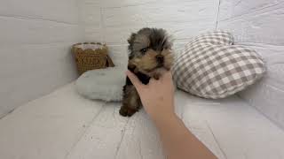 ヨークシャーテリアの動画01