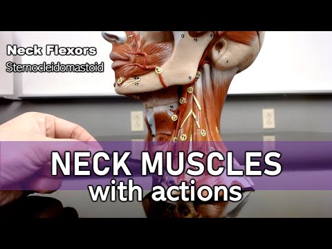 Neck muscles (with actions and labels)