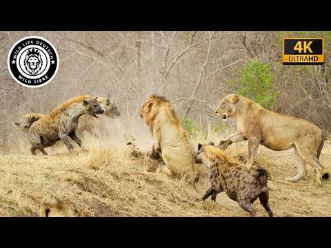 The Lion Kingdom – The Bloody Battle for the Throne #Wildlife | Animal Documentary