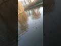 Seagulls Feeding Frenzy Netherland