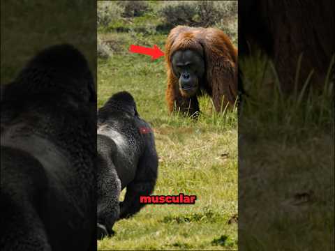 Orangutan VS Gorilla Meet in The Wild! #shorts