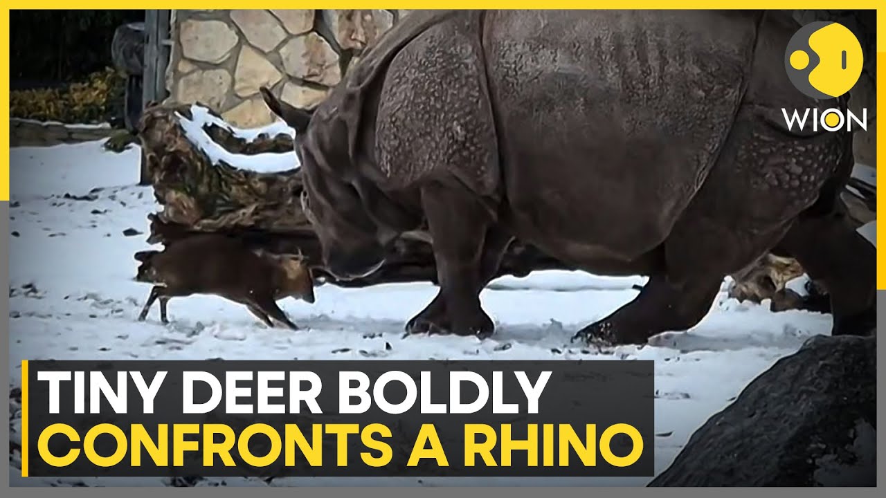 Unbelievable Moment: Small Deer Faces Off With Rhino | WION