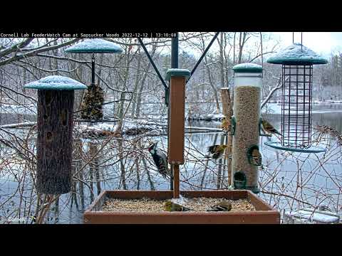 American Goldfinches Flock In Large Numbers To Cornell Feeders  – Dec. 12, 2022