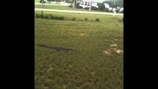 Gator On The Lawn