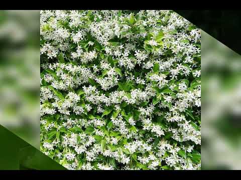 Jasmine  Flowers and song