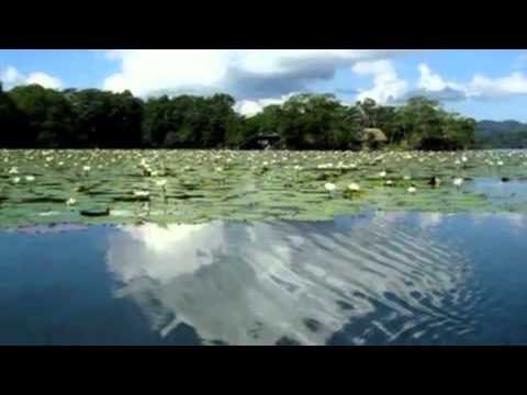 FLORES - Vals de las flores - Tchaikovsky(360p_H.264-AAC).mp4