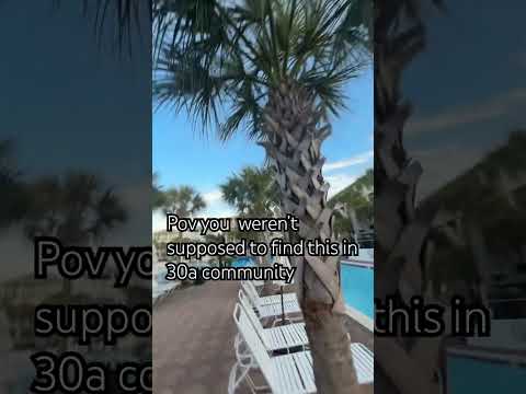 Hidden  location in bio! 👀🌴 #florida #30a #views