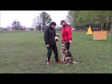 Lara z Jukasu - protection - autumn 2019