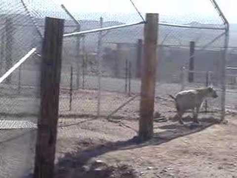 hyena starts conversation with lion and tiger