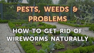 How to Get Rid of Wireworms Naturally