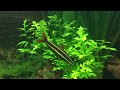 Anostomus anostomus Anostomus anostomus