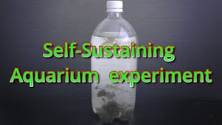 Self Sustaining Aquarium experiment