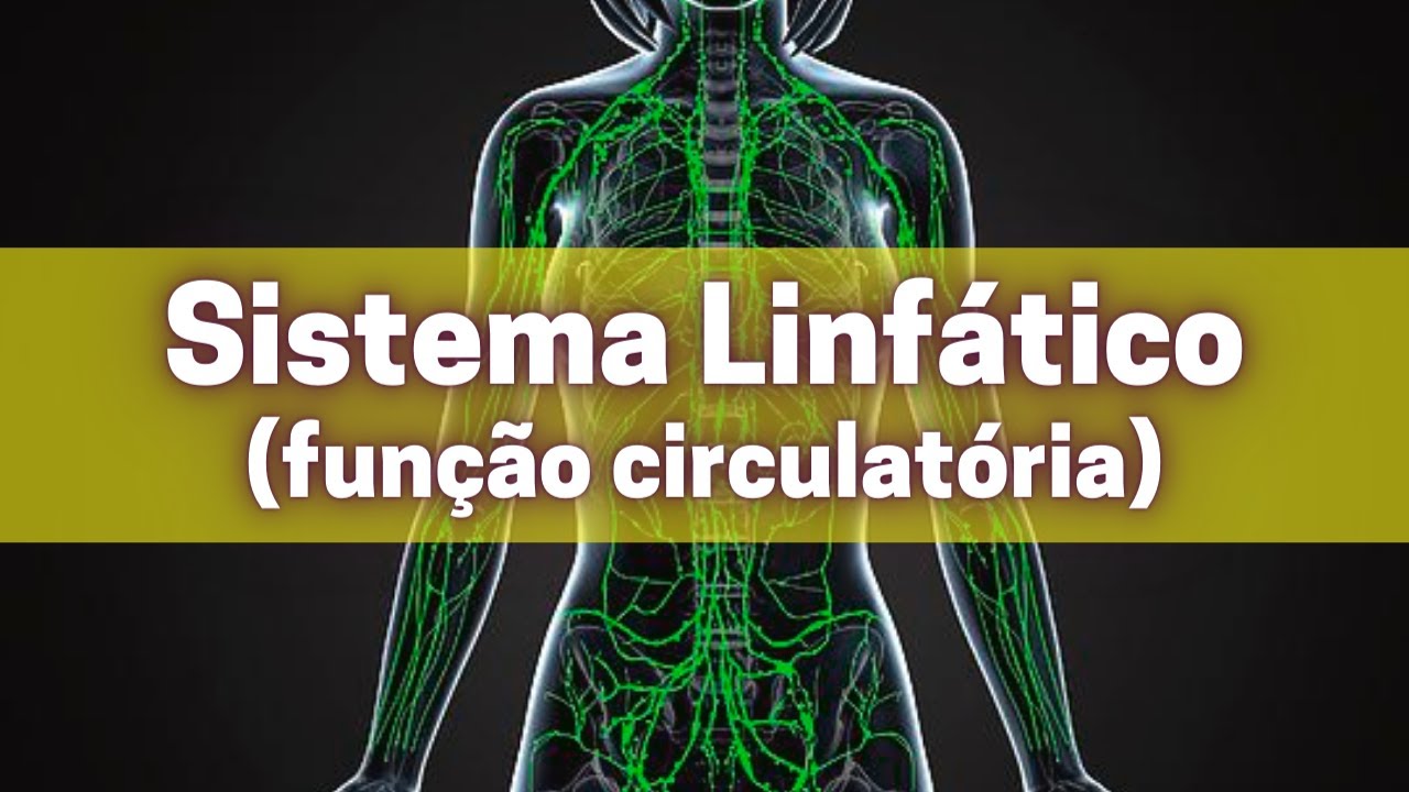 Sistema linfático (função circulatória) - Fisiologia Humana