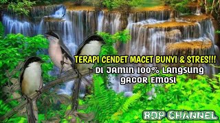 Download lagu TERAPI CENDET MACET MIYEK STRES SEKETIKA LANGSUNG ... mp3