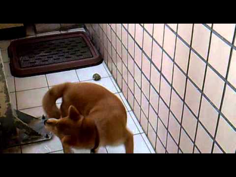 BIBI的第一次處女秀~~~追咬天敵"尾巴"(原發表者:DOGI柴)(影片)