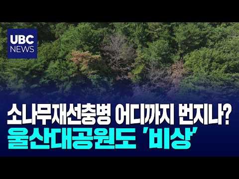 국가도시공원 도전 앞두고, 대공원 재선충 비상