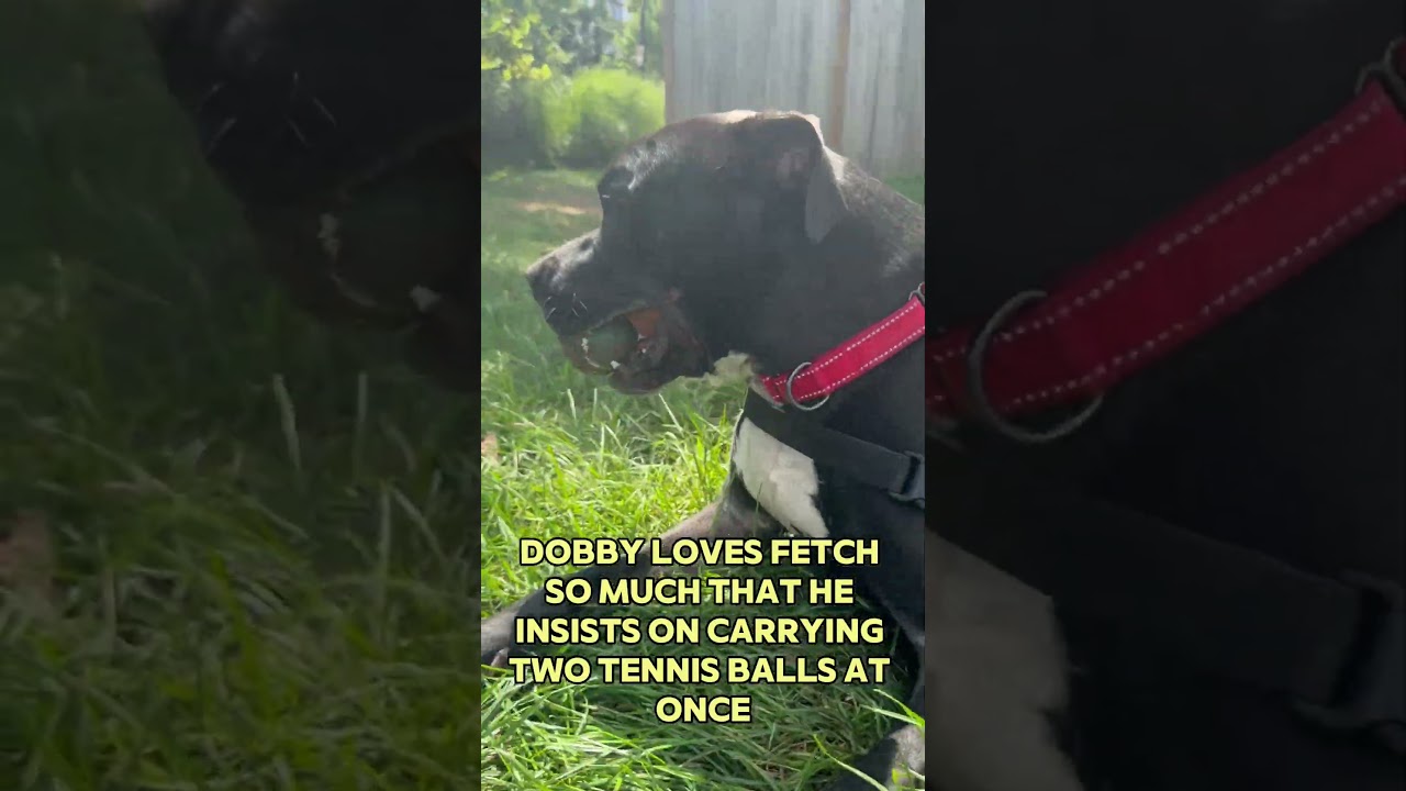Enlarge Bobby, a Adoptable mixed breed in Greenbelt, MD video 4/5