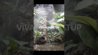 雲霧林のビバリウムを作ってみた #terrarium #aquascape #シリケンイモリ #shorts