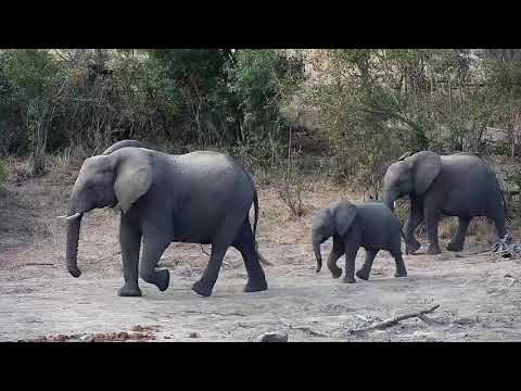 Djuma: Small group of Elephants - 14:37 - 07/25/20