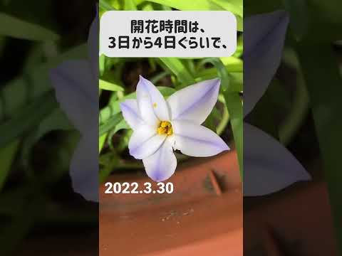 園芸 ユニフロラス・イフェイオン