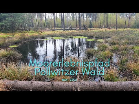 Moorerlebnispfad im Pöllwitzer Wald