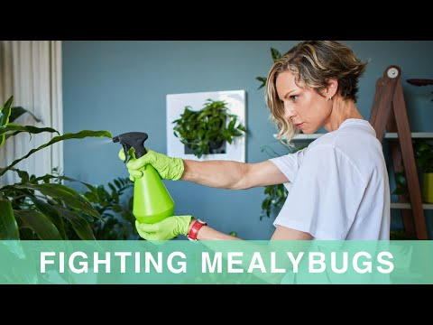 How To Get Rid Of Mealybugs On Houseplants