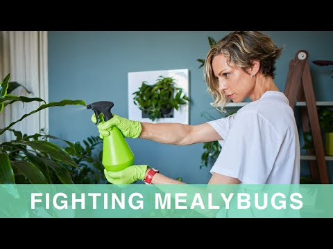 , title : 'How To Get Rid Of Mealybugs On Houseplants'