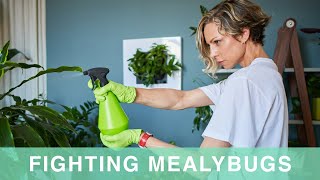 How To Get Rid Of Mealybugs On Houseplants