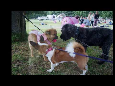 Unity Day Leeds Hyde Park 2016