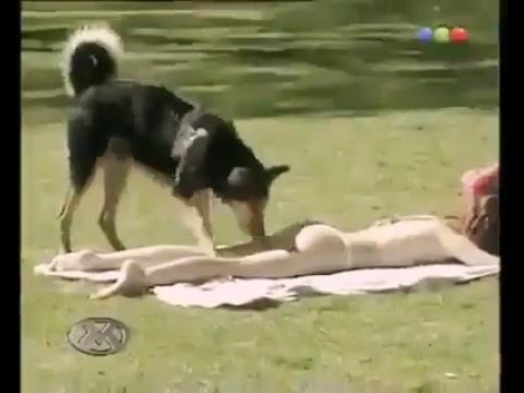 Anjing mesum
