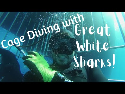 GREAT WHITE SHARK Cage Diving Guadalupe Island