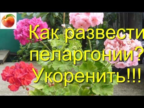 , title : 'Пеларгония Герань Как осенью размножить черенками  Pelargonium укоренение geranium variété'