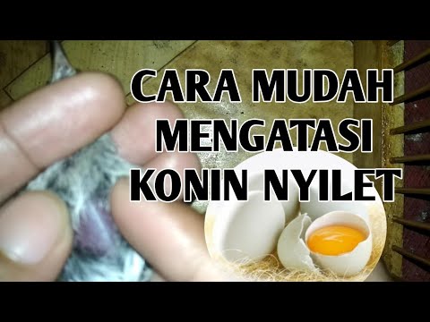 download Cara Agar Konin Gemuk, download video viral Cara Agar Konin Gemuk gratis, unduh video klip Cara Agar Konin Gemuk