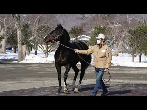 ホッコータルマエ(Hokko Tarumae) - イーストスタッド種牡馬展示会2023