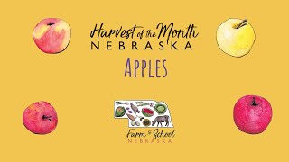 Harvest of the Month: Apples