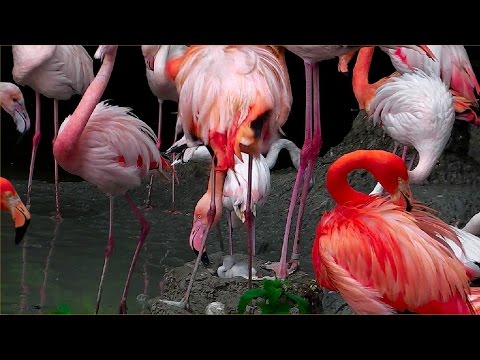 Gorillas Tano und Okanda - Braunbär Olga - Chinesischer Leopard Julius