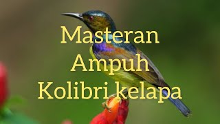 Download lagu Masteran kasaran kolibri kelapa ||Kolibri manggar ||masteran ampuh || wicuwicu @kicauplatad9859 mp3