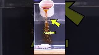 Download lagu Axolotl Spa Treatment 🛁 mp3