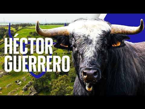 GANADERIA HECTOR GUERRERO – Los Patas Blancas de Talavera