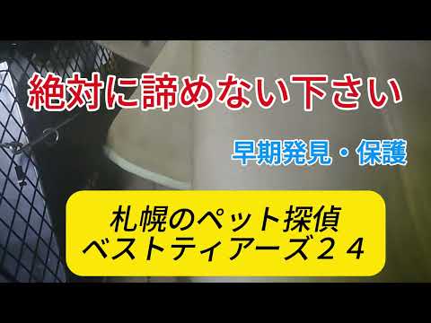 迷子猫捜索の動画