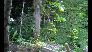 Spanish Moss & Blueberries