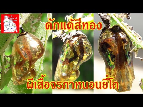 ความอ่อนแอจากสิ่งที่เกิดขึ้น ความคิดเห็นการเยียวยารักษาแรงพื้นบ้าน