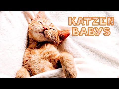 Katzenbabys (Katzen Dokumentation Deutsch, Haustiere Doku, junge Katzen eingewöhnen, junge Katzen)
