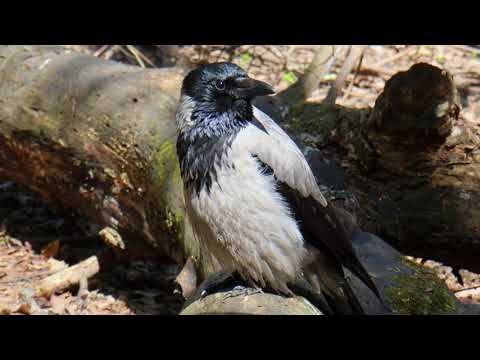 Hooded crow - Vocalizations - Corvus cornix 4K