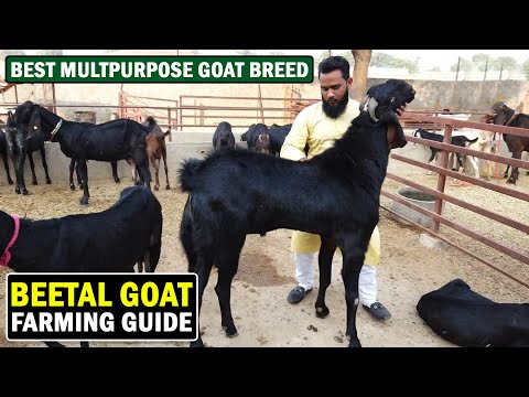 , title : 'BEETAL GOAT FARMING | Beetal Goat Breed Informations | Best Goat Breed for Meat & Milk'