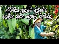 ගම්මිරිස් ආදායම නොසිතු ලෙස පහල දමන ලො�