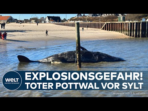 Video Thumbnail: SYLT: Warum der tote Pottwal zur Gefahr werden kann – Experten warnen vor einer möglichen Explosion!