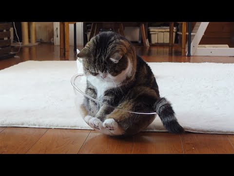 Maru has a truly excellent sense of balance.